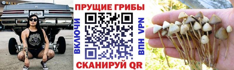 Галлюциногенные грибы Cubensis  Белозерск 